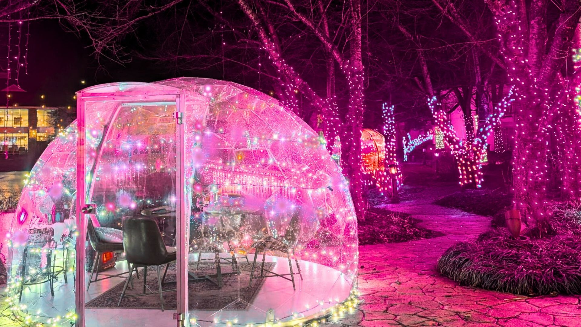 bloom and bulbs pink lights 1920 x 1080 spring igloos newark ohio